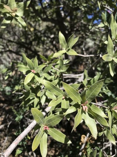 Quercus peninsularis, photographed by Sula Vanderplank