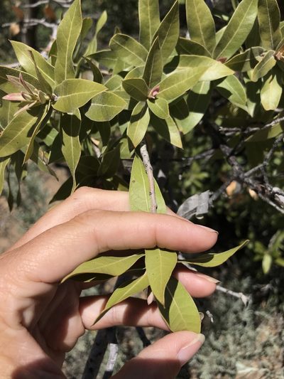 Quercus peninsularis, photographed by Sula Vanderplank