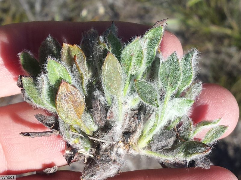 Centella montana, photographed by Chris Vynbos