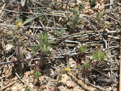 Navarretia peninsularis, photographed by Sula Vanderplank