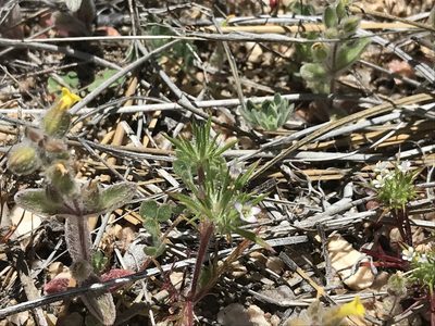 Navarretia peninsularis, photographed by Sula Vanderplank