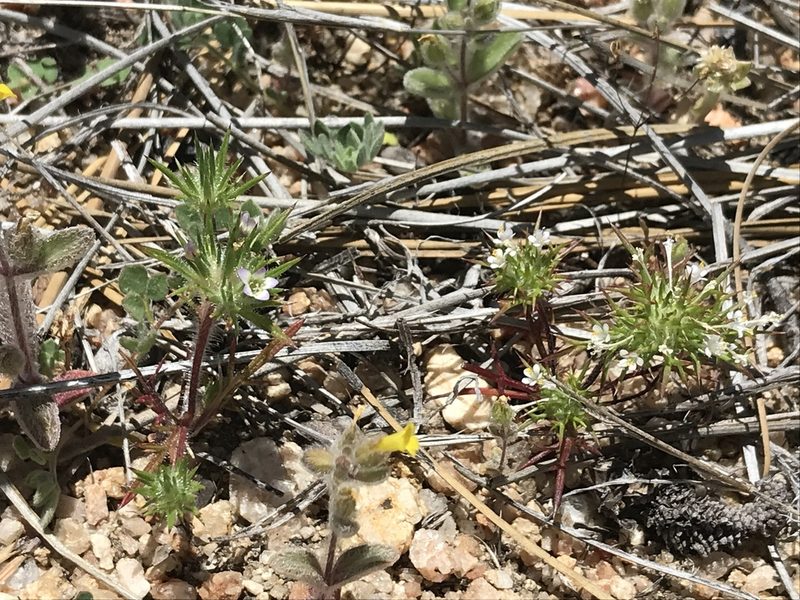 Navarretia peninsularis, photographed by Sula Vanderplank