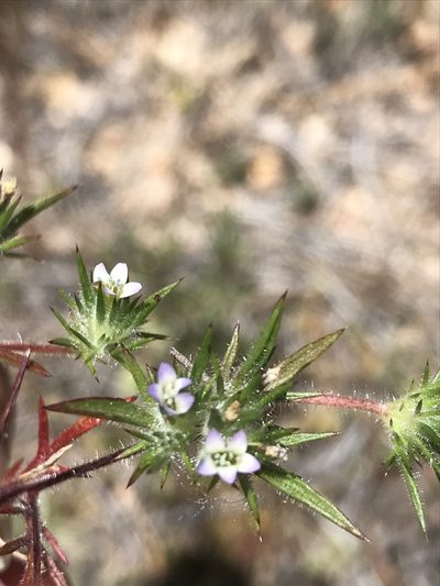 Navarretia peninsularis, photographed by Sula Vanderplank