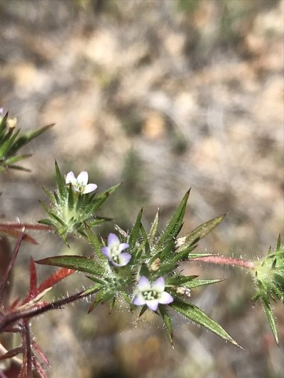 Navarretia peninsularis, photographed by Sula Vanderplank