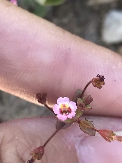 Erythranthe exigua, photographed by Sula Vanderplank
