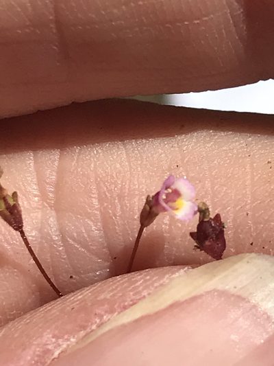 Erythranthe exigua, photographed by Sula Vanderplank