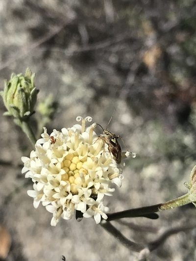 Chaenactis parishii, photographed by Sula Vanderplank