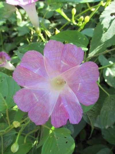 Ipomoea batatoides, photographed by Alexis López Hernández