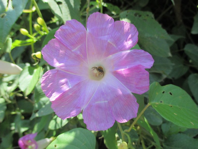 Ipomoea batatoides, photographed by Alexis López Hernández