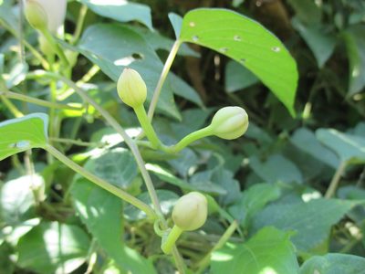 Ipomoea batatoides, photographed by Alexis López Hernández