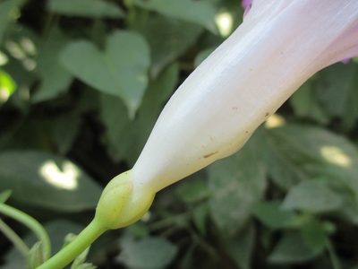 Ipomoea batatoides, photographed by Alexis López Hernández