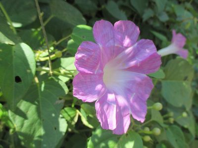 Ipomoea batatoides, photographed by Alexis López Hernández