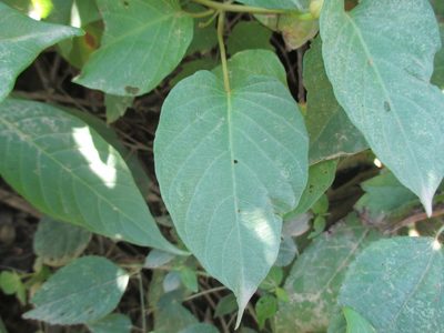 Ipomoea batatoides, photographed by Alexis López Hernández