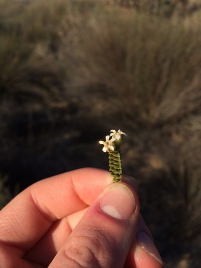 Euchaetis pungens, photographed by Jeremy Gilmore