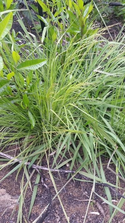 Panicum tenuifolium, photographed by cwarneke