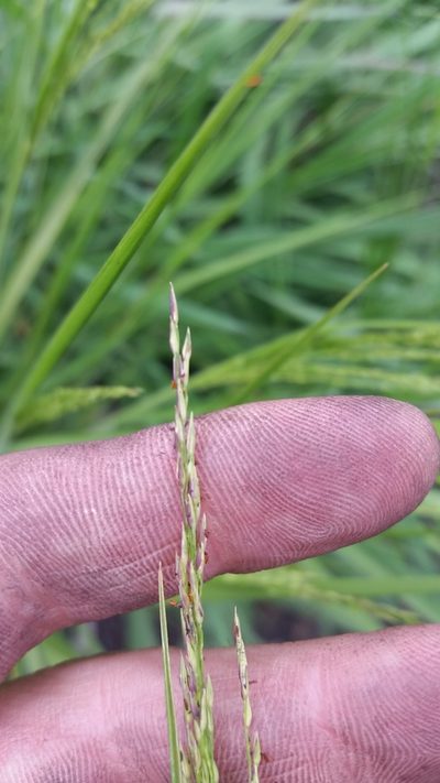 Panicum tenuifolium, photographed by cwarneke
