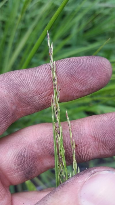 Panicum tenuifolium, photographed by cwarneke