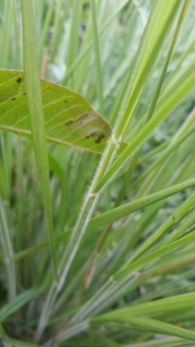 Panicum tenuifolium, photographed by cwarneke