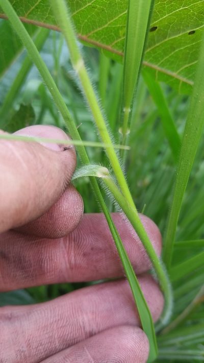 Panicum tenuifolium, photographed by cwarneke