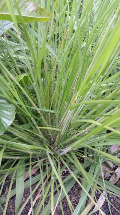 Panicum tenuifolium, photographed by cwarneke