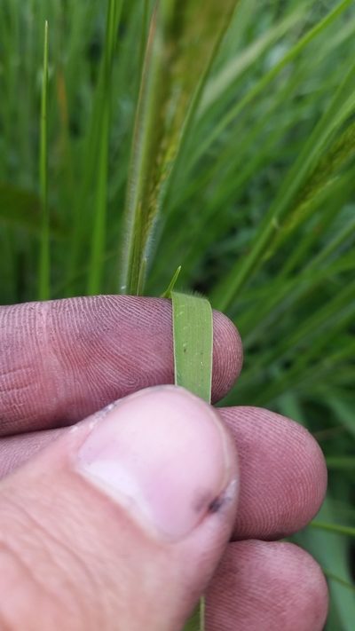 Panicum tenuifolium, photographed by cwarneke