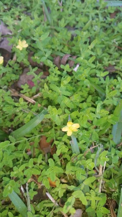 Hypericum parvulum, photographed by cwarneke