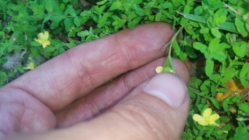 Hypericum parvulum, photographed by cwarneke
