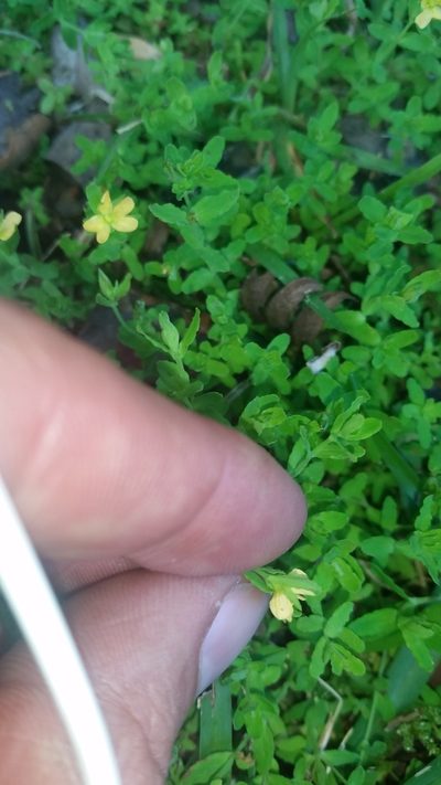 Hypericum parvulum, photographed by cwarneke