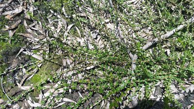Lythrum maritimum, photographed by cwarneke