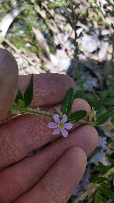 Lythrum maritimum, photographed by cwarneke