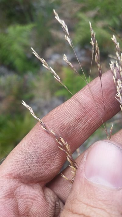 Deschampsia nubigena, photographed by cwarneke