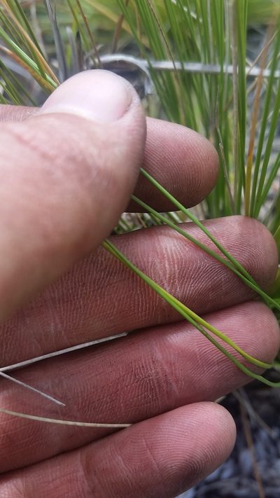 Deschampsia nubigena, photographed by cwarneke