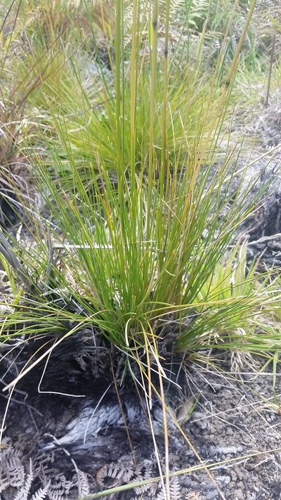 Deschampsia nubigena, photographed by cwarneke
