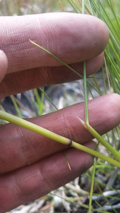 Deschampsia nubigena, photographed by cwarneke