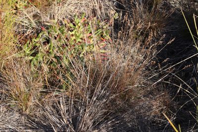Juncus capensis, photographed by Tony Rebelo