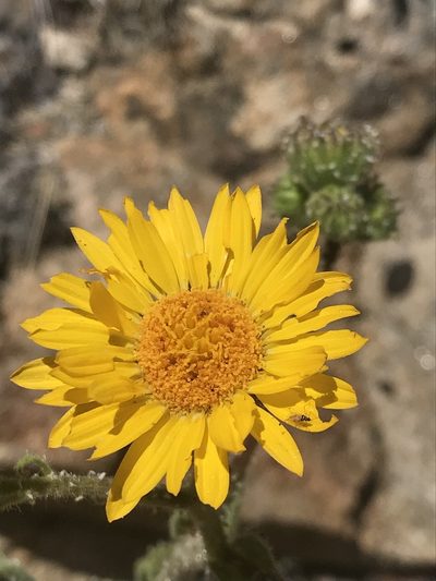 Hulsea mexicana, photographed by Sula Vanderplank