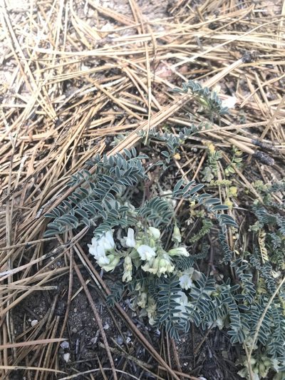 Astragalus circumdatus, photographed by Sula Vanderplank