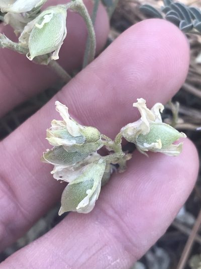 Astragalus circumdatus, photographed by Sula Vanderplank