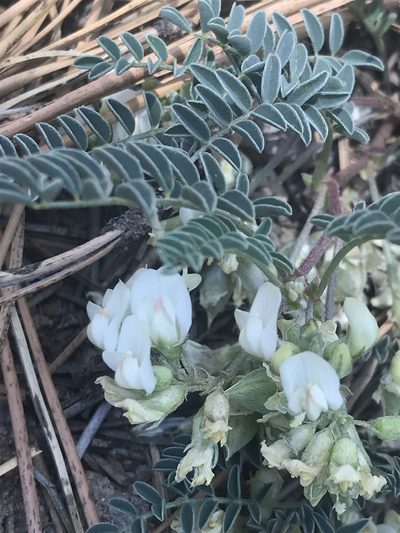 Astragalus circumdatus, photographed by Sula Vanderplank