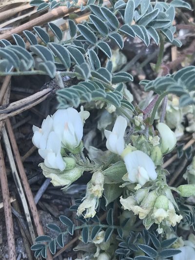 Astragalus circumdatus, photographed by Sula Vanderplank