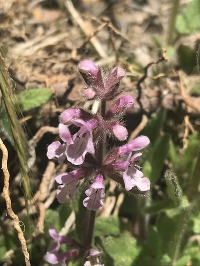 Stachys ajugoides, photographed by Sula Vanderplank