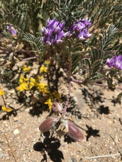 Astragalus gruinus, photographed by Sula Vanderplank
