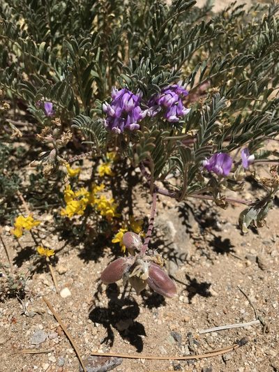 Astragalus gruinus, photographed by Sula Vanderplank