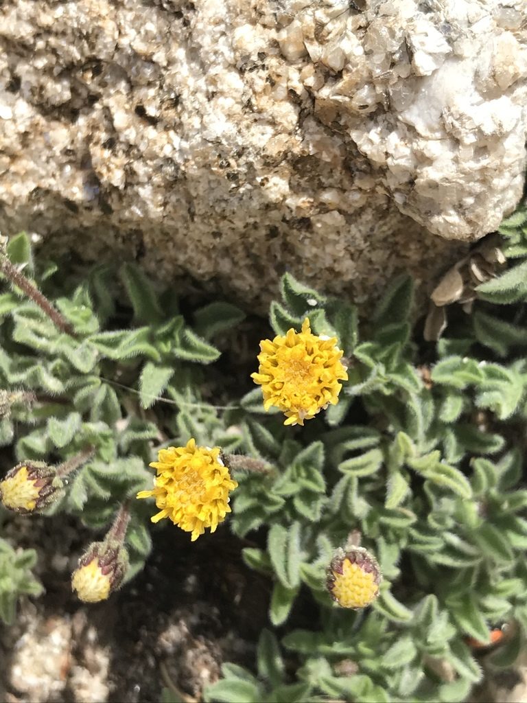 Heterotheca brandegeei, photographed by Sula Vanderplank