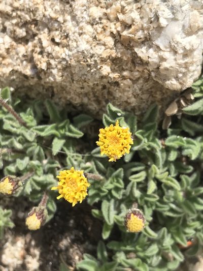 Heterotheca brandegeei, photographed by Sula Vanderplank