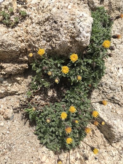 Heterotheca brandegeei, photographed by Sula Vanderplank