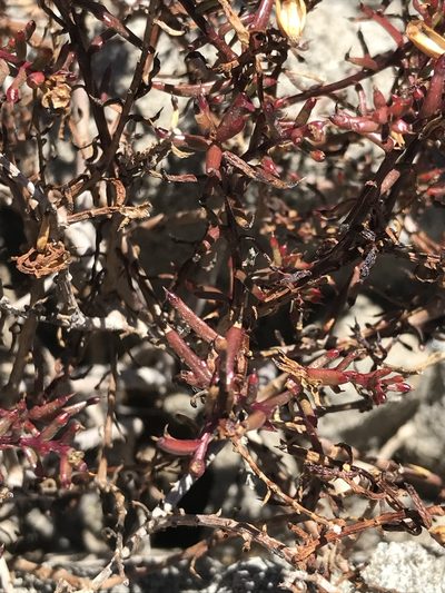 Porophyllum crassifolium, photographed by Sula Vanderplank