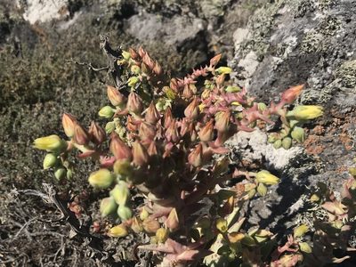 Dudleya cultrata, photographed by Sula Vanderplank