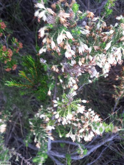 Erica penicilliformis, photographed by Chris Vynbos