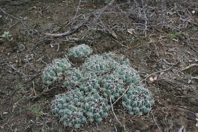 Coryphantha maiz-tablasensis, photographed by Pedro Nájera Quezada